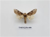 藏品(朴娜舟蛾)的圖片